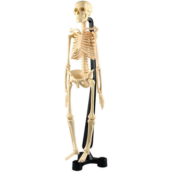 Mini Skeleton Model 46cm, 22pc