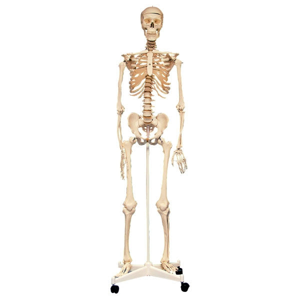 Skeleton with Stand 160cm - iPlayiLearn.co.za
