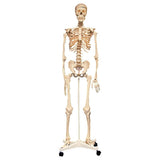 Skeleton with Stand 160cm - iPlayiLearn.co.za

