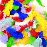 Collage Feathers 20gm