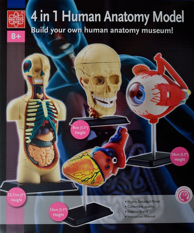4 in One Human Anatomy Model (Eyeball, Human Body, Heart & Cranial Nerve Skull) - iPlayiLearn.co.za