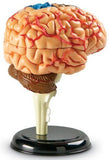 Human Anatomy Model: Brain 31pc