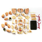 Anatomy Model: Cranial Nerve Skull 9cm 39pc