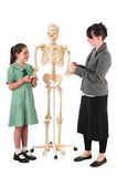 Anatomical Skeleton Model with Stand 160cm